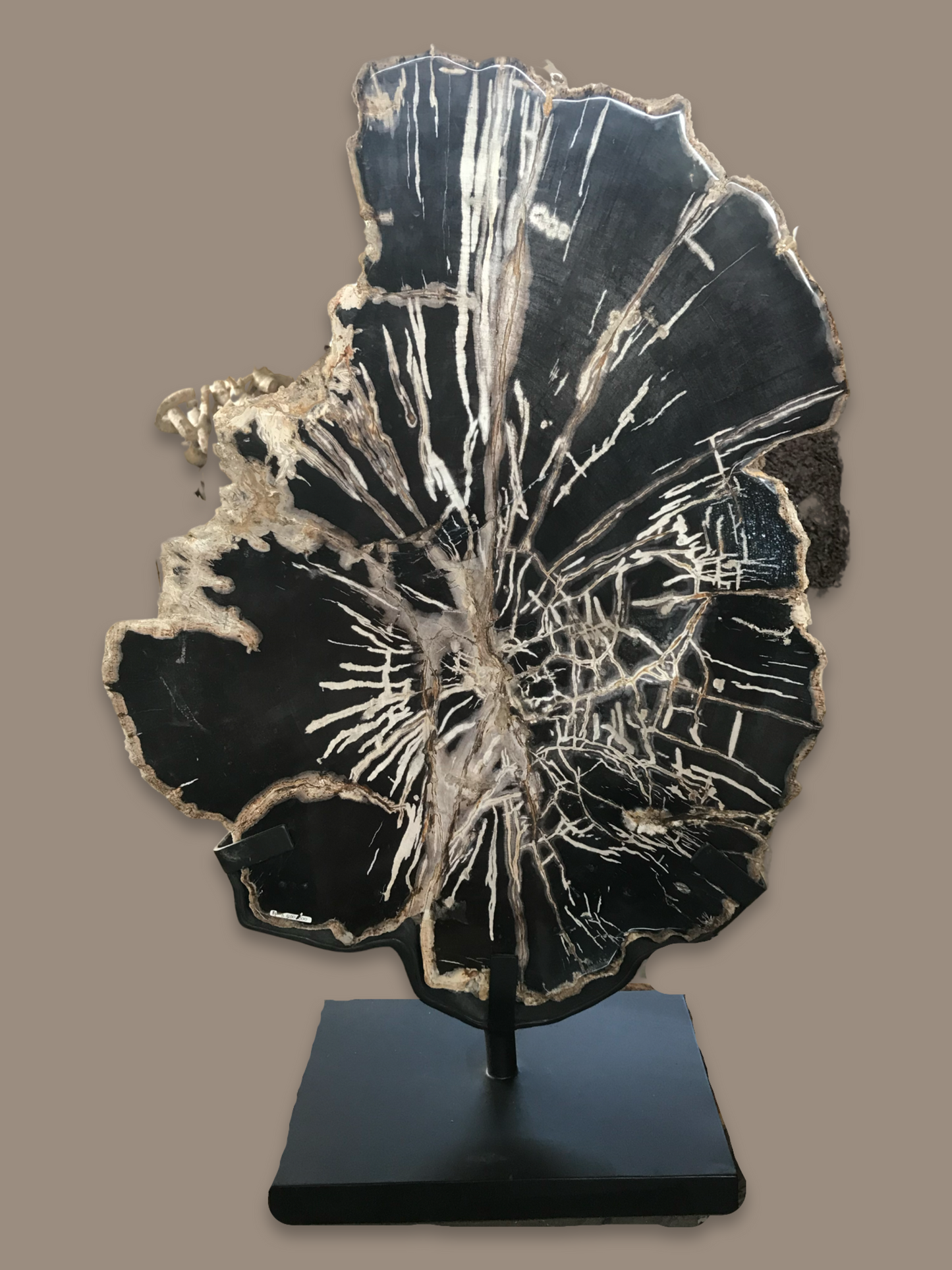 Petrified Black Wood Decor