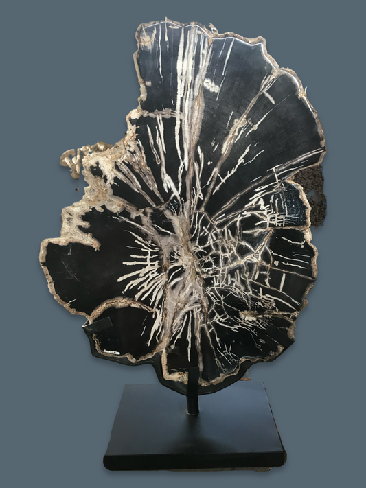 Petrified Black Wood Decor