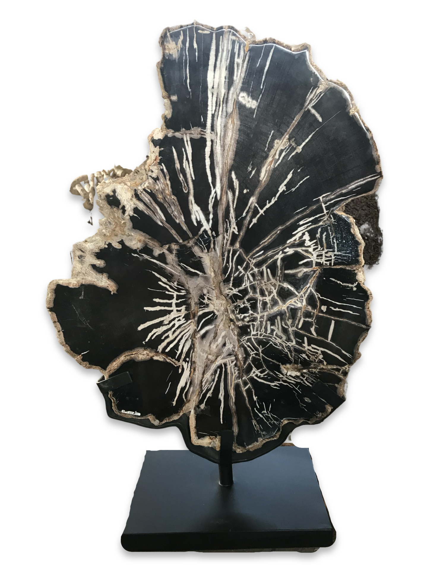 Petrified Black Wood Decor