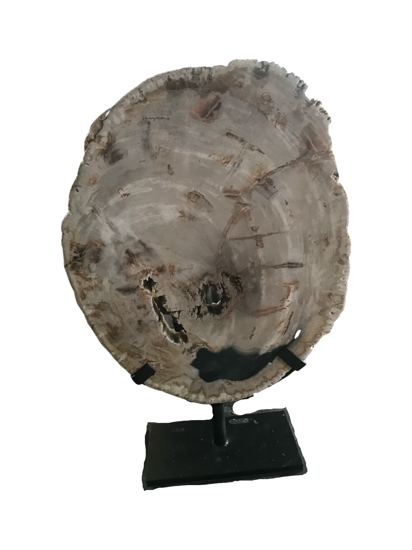 Petrified Home Decor